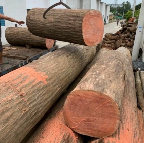 Gỗ tròn nhập