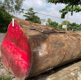 Gỗ xoan đào nhập khẩu